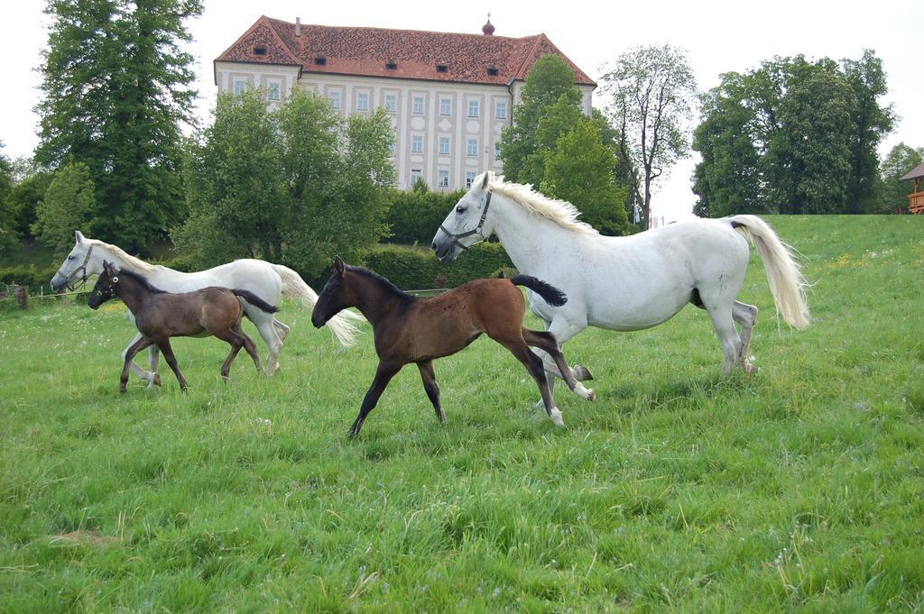 Ferienwohnungen Perhofer Birkfeld 外观 照片